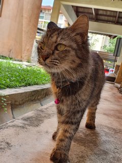 Manja - Domestic Medium Hair Cat