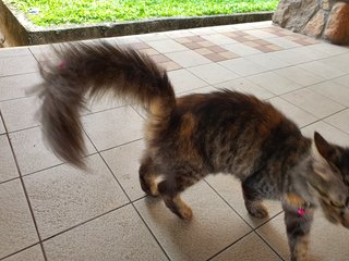 Manja - Domestic Medium Hair Cat