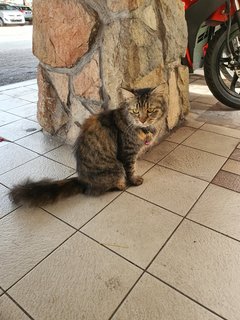 Manja - Domestic Medium Hair Cat