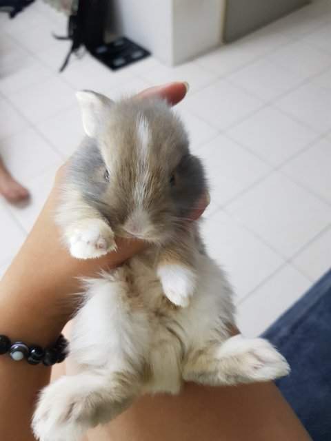 PF111191 - Dwarf Rabbit