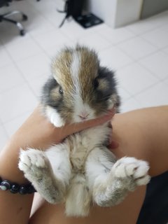 PF111191 - Dwarf Rabbit