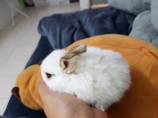 PF111191 - Dwarf Rabbit