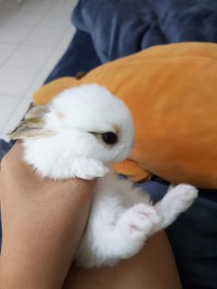 PF111191 - Dwarf Rabbit