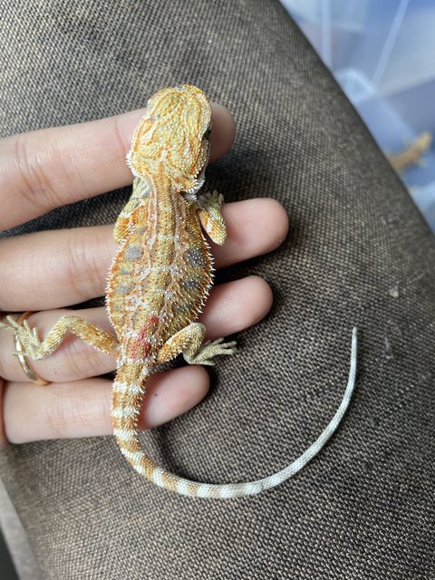 Bearded Dragon Hypo Mix Citrus - Lizard Reptile