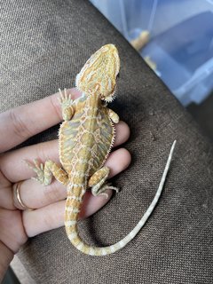 Bearded Dragon Hypo Mix Citrus - Lizard Reptile