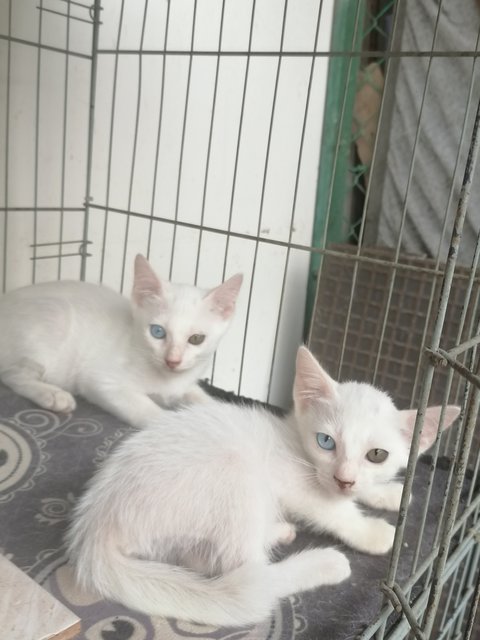 White Male / Female - Domestic Short Hair Cat