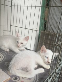 White Male / Female - Domestic Short Hair Cat