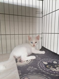 White Male / Female - Domestic Short Hair Cat