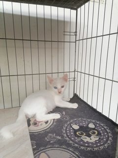 White Male / Female - Domestic Short Hair Cat