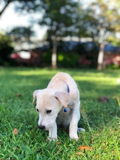 Fallon - Mixed Breed Dog