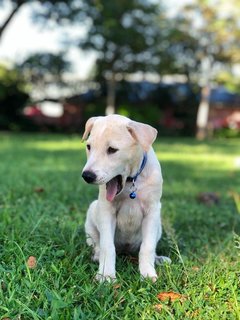 Fallon - Mixed Breed Dog