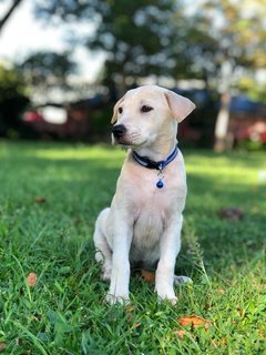 Fallon - Mixed Breed Dog