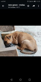 Brown Black - Male - Mixed Breed Dog