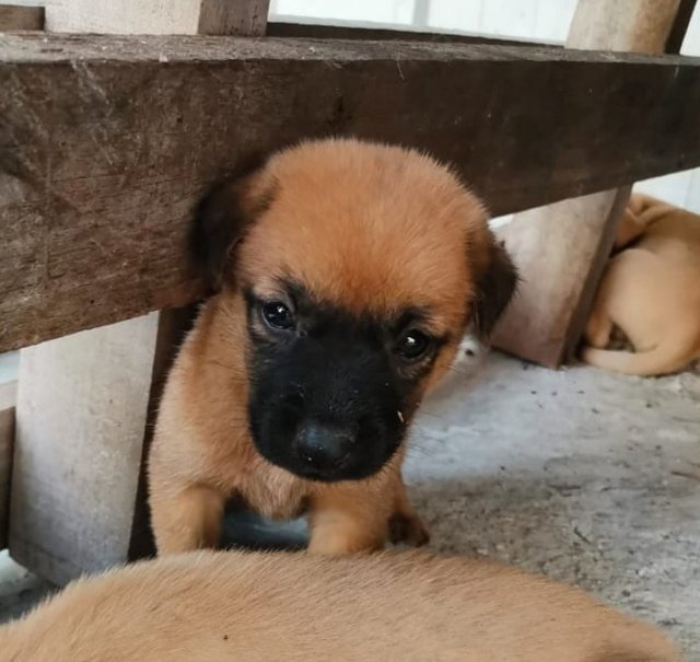 Brown Blackie - Male - Mixed Breed Dog