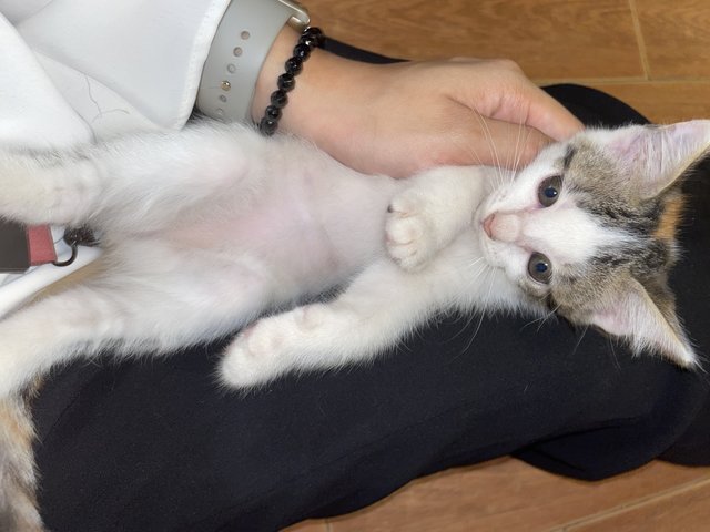 Female Kitten  - Domestic Medium Hair Cat