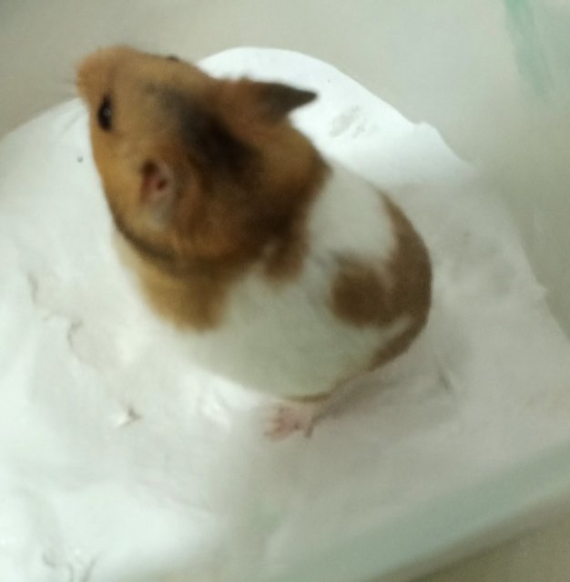 Brownie The Syrian - Syrian / Golden Hamster Hamster