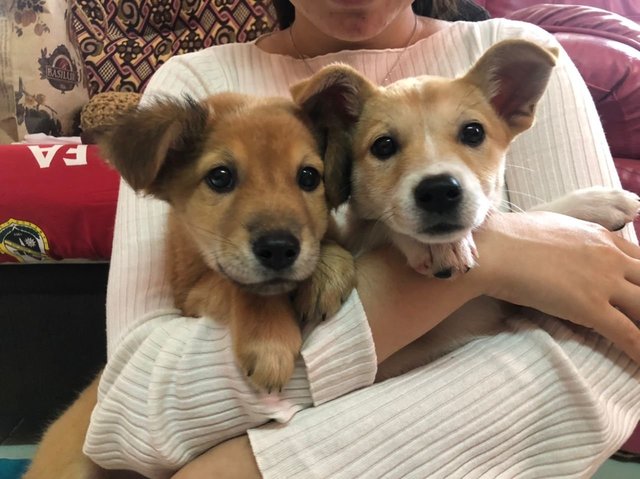 Kai And Willow - Mixed Breed Dog