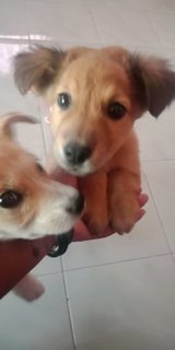 Kai And Willow - Mixed Breed Dog