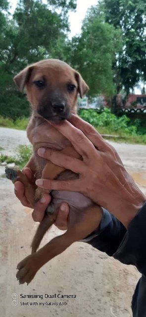 Shakira, Adele, Rhianna - Mixed Breed Dog