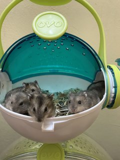 Baby Hamsters - Short Dwarf Hamster Hamster