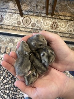 Baby Hamsters - Short Dwarf Hamster Hamster