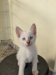 Dubu - Domestic Medium Hair Cat