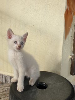 Dubu - Domestic Medium Hair Cat