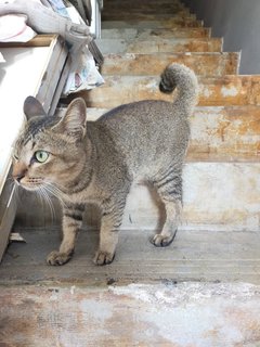 Tiger(Temporary Name) - Domestic Short Hair Cat