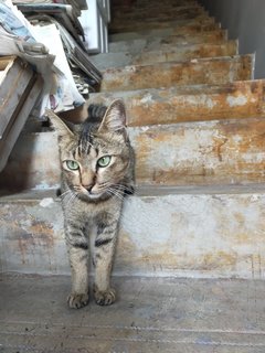 Tiger(Temporary Name) - Domestic Short Hair Cat