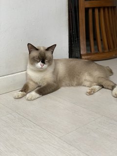 Bubu - Siamese + Domestic Short Hair Cat