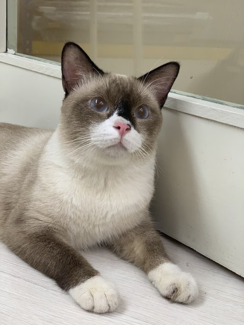 Bubu - Siamese + Domestic Short Hair Cat