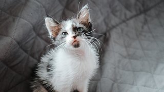 Itsy Bitsy - Domestic Medium Hair Cat