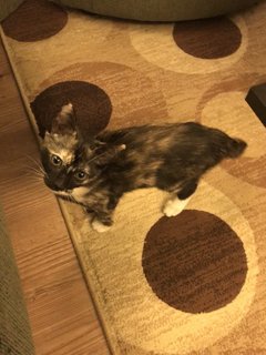 Daisy - Domestic Short Hair + Tortoiseshell Cat