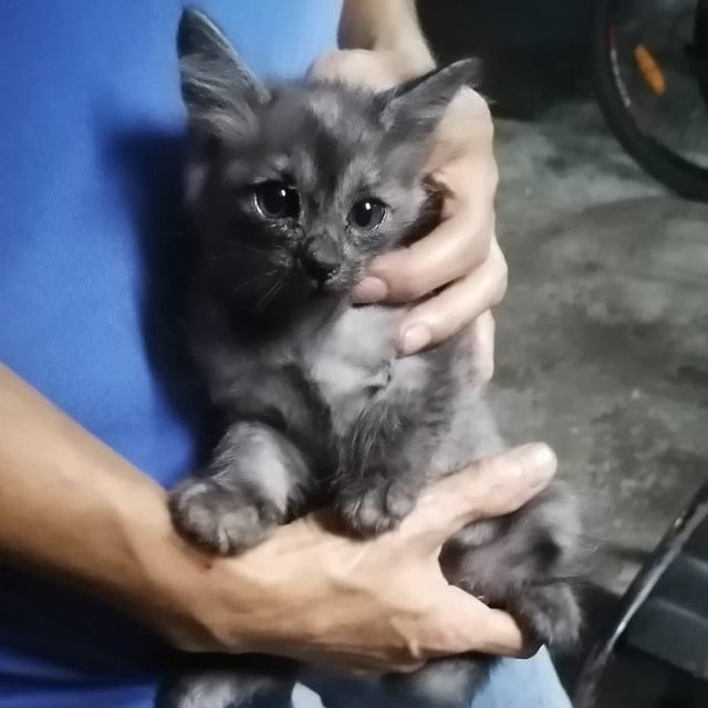 Grey Kitten Male - Domestic Medium Hair Cat