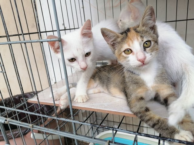 Tigress &amp; Snowball - Domestic Short Hair Cat