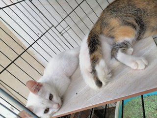 Tigress &amp; Snowball - Domestic Short Hair Cat