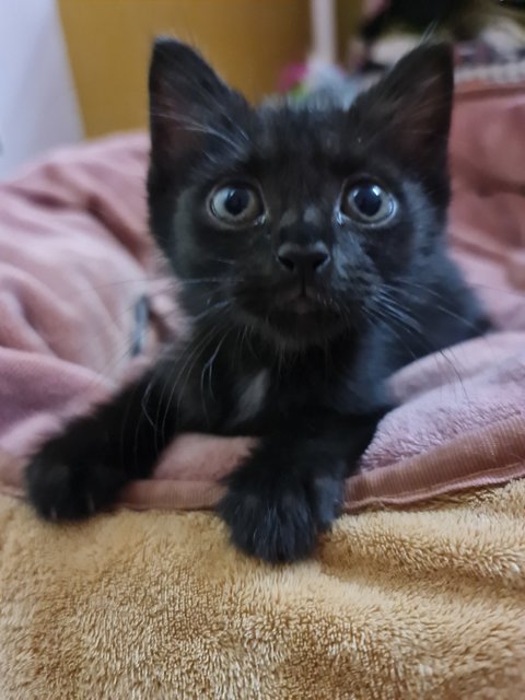 Onyx - Domestic Short Hair Cat