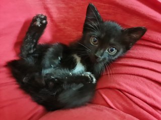 Onyx - Domestic Short Hair Cat