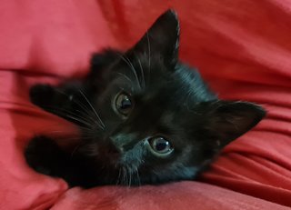 Onyx - Domestic Short Hair Cat