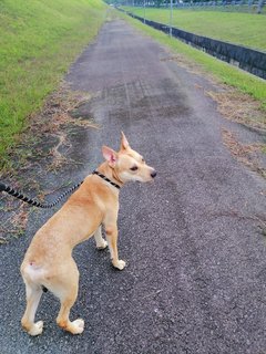 Bruno - Pit Bull Terrier Mix Dog