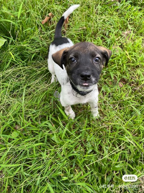 Mocha - Mixed Breed Dog