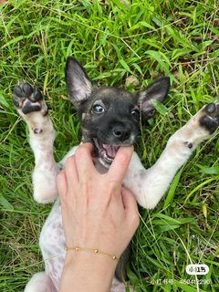 Mocha - Mixed Breed Dog