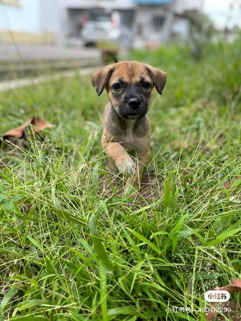 Kopi - Mixed Breed Dog