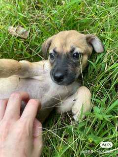 Kopi - Mixed Breed Dog