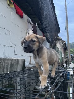 Kopi - Mixed Breed Dog