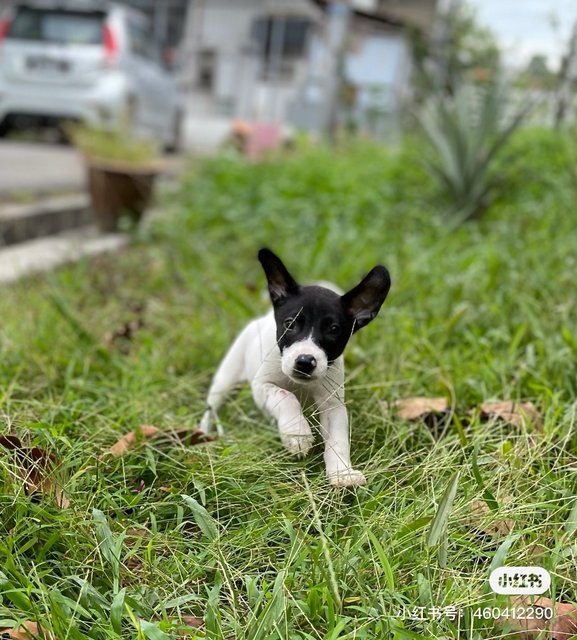 Oreo - Mixed Breed Dog