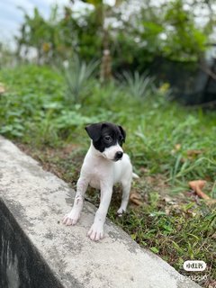 Oreo - Mixed Breed Dog