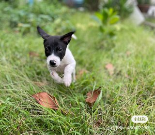 Oreo - Mixed Breed Dog