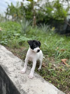 Oreo - Mixed Breed Dog