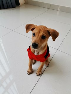 Pluto - Mixed Breed Dog